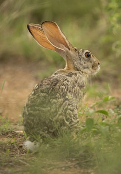 hare